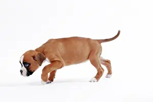 Scenting: Dog Boxer puppy