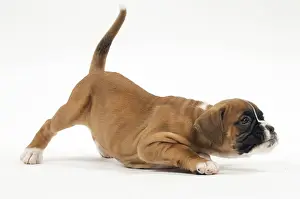 Yoga: Dog Boxer puppy