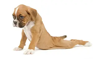 Splayed: Dog - Boxer puppy - in studio sitting with back