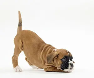 Yoga: Dog Boxer puppy twerking