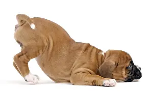 Yoga: Dog Boxer puppy twerking