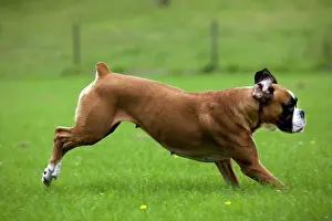 Docked: Dog - Boxer running in garden