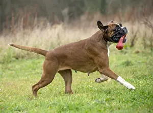 Rubber: Dog Boxer running playing with toy