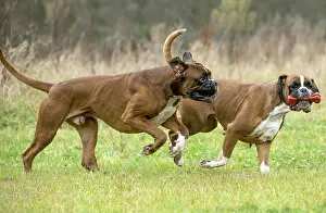 Rubber: Dog Boxer running playing with toy