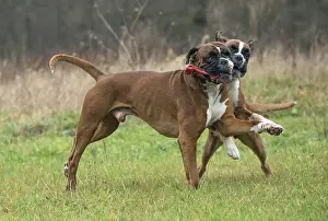 Rubber: Dog Boxer running playing with toy