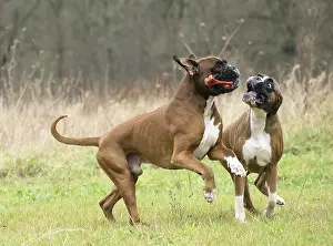 Rubber: Dog Boxer running playing with toy