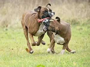 Rubber: Dog Boxer running playing with toy