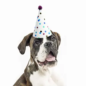 290621: Dog - Boxer wearing a party hat