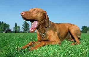 Italiano: Dog - Bracco Italiano / Italian Pointer lying down