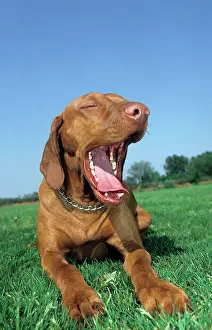 Italiano: Dog - Bracco Italiano / Italian Pointer lying down
