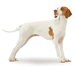 Braque: Dog - braque St Germain / St Germain Pointer