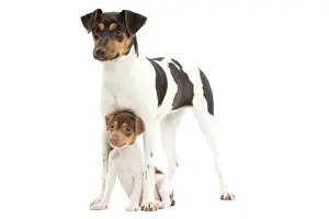 Paulistinha: Dog - Brazilian Terrier - adult & puppy in studio