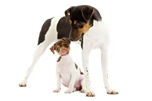 Paulistinha: Dog - Brazilian Terrier - adult & puppy in studio