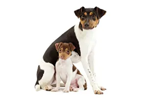 Paulistinha: Dog - Brazilian Terrier - adult & puppy in studio
