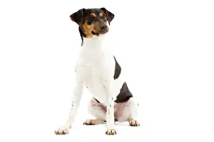 Paulistinha: Dog - Brazilian Terrier - adult in studio