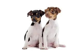Paulistinha: Dog - Brazilian Terrier puppies in studio