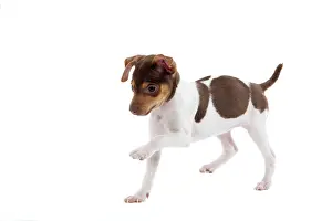 Paulistinha: Dog - Brazilian Terrier puppy running in studio