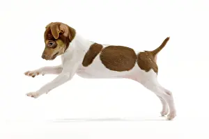 Paulistinha: Dog - Brazilian Terrier puppy running in studio