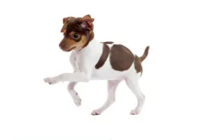Paulistinha: Dog - Brazilian Terrier puppy running in studio