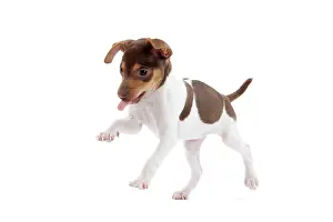 Paulistinha: Dog - Brazilian Terrier puppy in studio