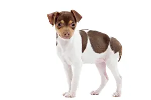 Paulistinha: Dog - Brazilian Terrier puppy in studio