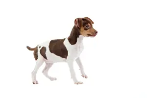 Paulistinha: Dog - Brazilian Terrier puppy in studio