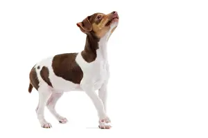 Paulistinha: Dog - Brazilian Terrier puppy in studio