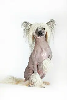 Hairless: Dog breed Chinese Crested Hairless, male dog, sitting