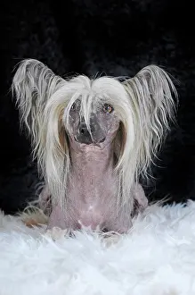 Hairless: Dog breed Chinese Crested Hairless, male dog, lying