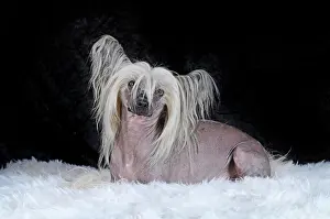 Hairless: Dog breed Chinese Crested Hairless, male dog, lying