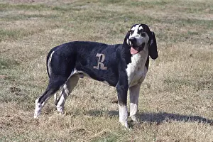 Huntings: Dog breed Francais noir et blanc
