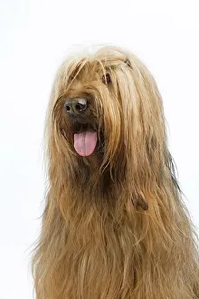 Briard: Dog - Briard
