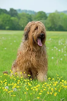 Briard: Dog Briard