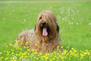 Briard: Dog Briard