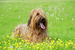 Briard: Dog Briard