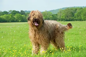 Briard: Dog Briard