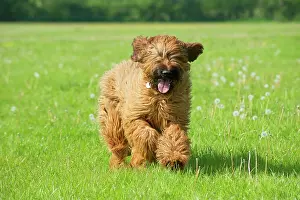 Briard: Dog Briard