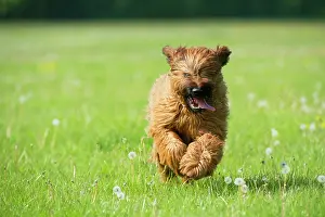 Briard: Dog Briard