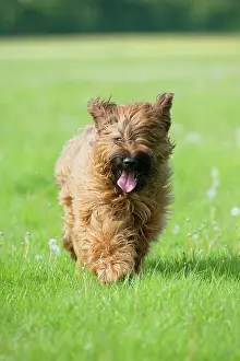 Briard: Dog Briard