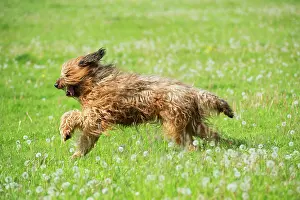 Briard: Dog Briard