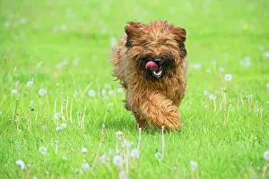 Briard: Dog Briard