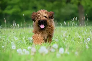 Briard: Dog Briard