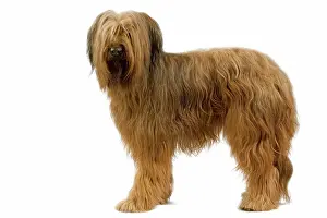 Briard: Dog - Briard / Berger de Brie