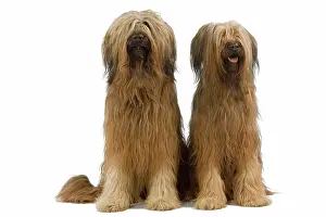 Briard: Dog - Briard / Berger de Brie