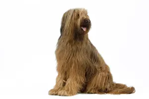 Briard: Dog - Briard / Berger de Brie