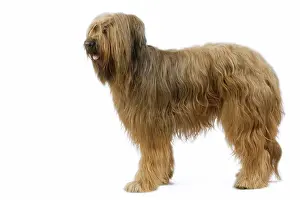 Briard: Dog - Briard / Berger de Brie