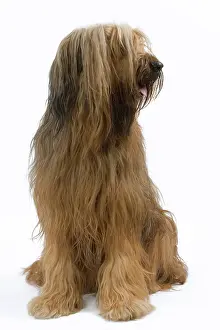 Briard: Dog - Briard / Berger de Brie