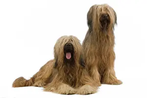Briard: Dog - Briard / Berger de Brie - two
