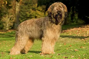 Briard: Dog - Briard / Berger de Brie
