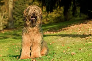 Briard: Dog - Briard / Berger de Brie